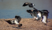 Fredeluga (Vanellus vanellus)