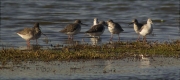 Grup de Gambes roges pintades i Gambes verdes