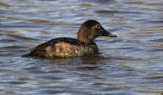 Femella de Morell de cap-roig (Aythya ferina)