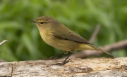 Mosquiter comú (Phylloscopus collybita)