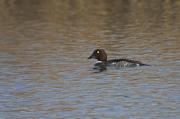 Morell d'ulls grocs (Bucephala clangula)