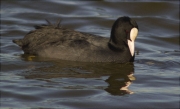 Fotja (Fulica atra)