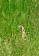 Martinet Ros (Ardeola ralloides)