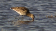 Tètol cuanegre (Limosa limosa)