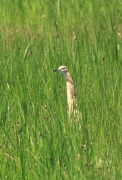 Martinet Ros (Ardeola ralloides)