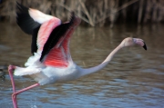 Flamenc (Phoenicopterus ruber)