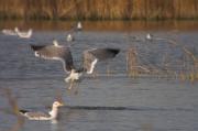 Gaviá  ( Larus michahellis )