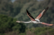 Flamenc (Phoenicopterus ruber)