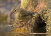 Mosquiter comú (Phylloscopus collybita)