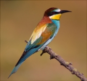 Abellerol (Merops apiaster)