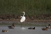 Agró blanc ( Egretta alba )