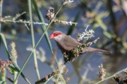 Bec de corall senegalès ( Estrilda astrild )