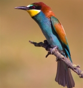 Abellerol (Merops apiaster)