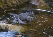 Mascle de Tallarol de casquet (Sylvia atricapilla)