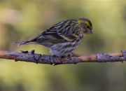 Femella de Tallarol de casquet (Sylvia atricapilla)