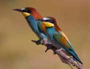 Abellerol (Merops apiaster)