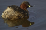 Cabusset (Tachybaptus ruficollis)