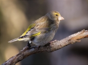 Femella de Verdum (Carduelis chloris)