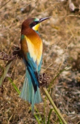 Abellerol (Merops apiaster)