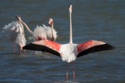 Flamenc (Phoenicopterus roseus)