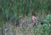 Agró roig (Ardea purpurea) 2 de 2