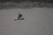 Gavina vulgar (Larus ridibundus) 1 de 2