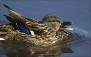 Femella d'Ànec collverd (Anas platyrhynchos)