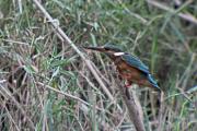 Blauet (Alcedo athis)