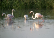 Flamenc (Poenicopterus ruber)