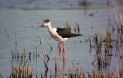 Cames llargues (Himantopus himatopus)