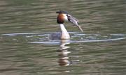 Cabussó emplomallat (Podiceps cristatus)