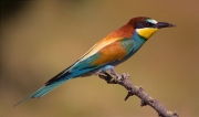 Abellerol (Merops apiaster)