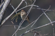 Repicatalons (Emberiza schoeniclus)