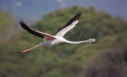 Flamenc (Phoenicopterus ruber)