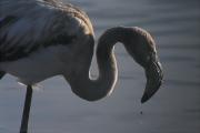 Flamenc (Phoenicopterus roseus)