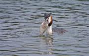 Cabussó emplomallat (Podiceps cristatus)