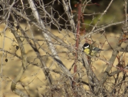 Mallerenga carbonera (Parus major)