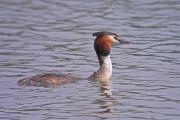 Cabussó emplomallat (Podiceps cristatus)