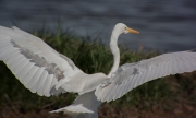 Agró blanc (Ardea alba)