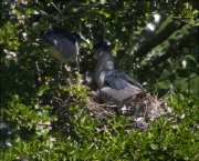 Niu de Martinet de nit (Nycticorax nycticorax)