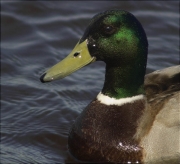 Mascle d'Ànec collverd (Anas platyrhynchos)