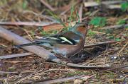 Pinsà comú (Fringilla coelebs)