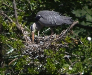 Niu de Bernat pescaire (Ardea cinerea)