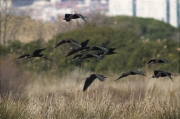 Capó reial (Plegadis falcinellus)