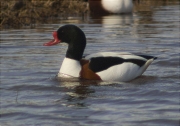 Mascle d'Ànec blanc (Tadorna tadorna)