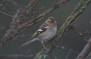 Pinsana,  (Fringilla coelebs)