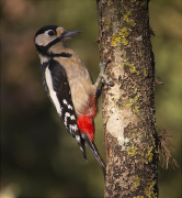 Mascle de Picot garser gros (Dendrocopos major)