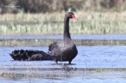 Visitants molt poc freqüents al PNAE:Cigne Negre