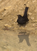 Mascle de Merla (Turdus merula)