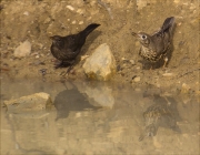 Griva (Turdus viscivorus) i Femella de Merla (Turdus merula)